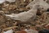Glaucous Gull at Private site with no public access (Steve Arlow) (79011 bytes)